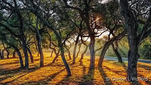 Live Oaks_53607.jpg - Photographed on the Lamar Peninsula in Lamar, Texas, USA.